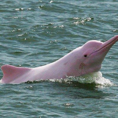 Pink Dolphin and Snorkeling Full Day Experience