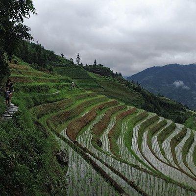 1-Day Longji Terrace Fields-Pingan village Tour with the English Speaking Driver