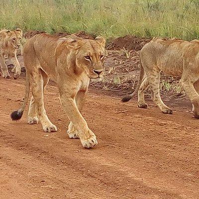 4-Day Tsavo East West and Amboseli National Park from Mombasa