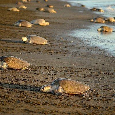 Turtle Tour Near Samara Beach