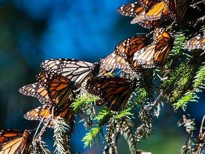 Monarch Butterfly Tour (Departing from Morelia)