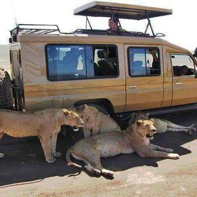 8 Days, 7 Nights Safari – Lake Nakuru, Maasai Mara, Naivasha and Amboseli Park