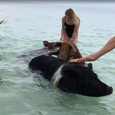 Swim with Pigs on a Tropical Island