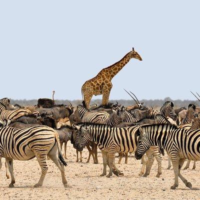 Etosha Express Safari 3 Days / 2 Nights 