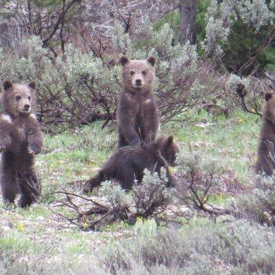 Grand Teton National Park - PRIVATE Sunrise Tour from Jackson Hole