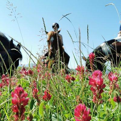 Horsebackriding - explore Tuscan nature