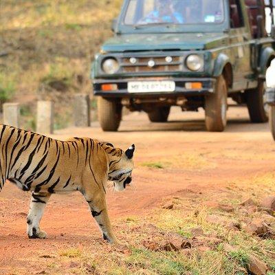 Nagpur to Bhopal via Pench & Satpura National Park