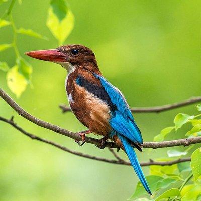 Muthurajawela Bird Watching Tour From Colombo & Negombo