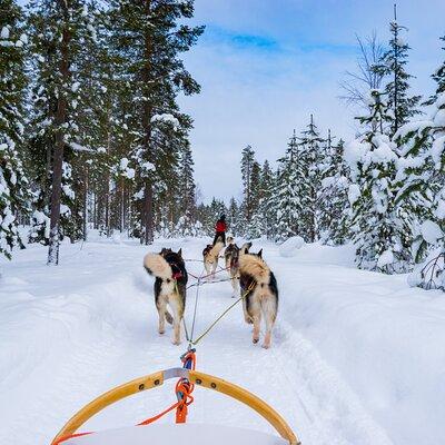 Small-Group Husky Mushing Experience in Rovaniemi