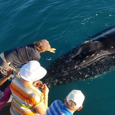 AOC Whale Watching from Broome 