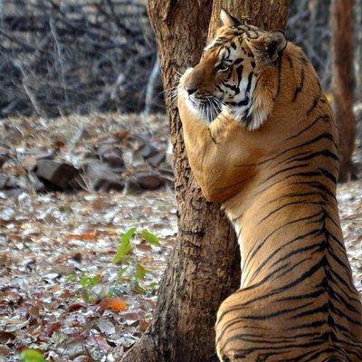 Nagpur to Pench & Satpura National Park, Tiger Safari Tour