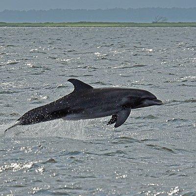 Jekyll Island Dolphin Tours