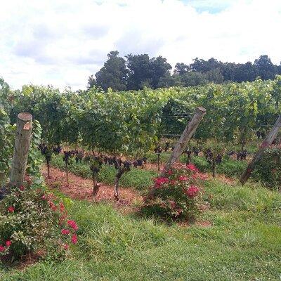 Private Wine Tours (Minimum 3 & Maximum 6 ) Pickup Maximum 30 Mi 