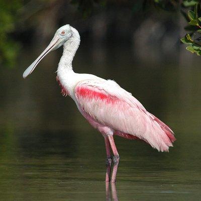 Small-Group Everglades Boating Kayaking and Walking Eco Tour