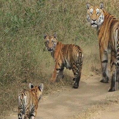 Safari in Pench National Park