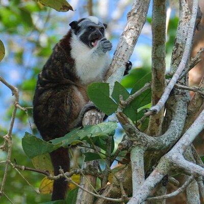 Boat Tour and wildlife in the Panama Canal