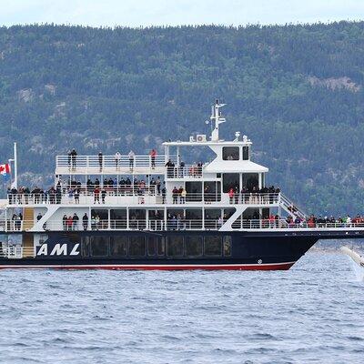 Whale Watching Cruise From Tadoussac or Baie-Ste-Catherine