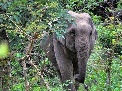 Elephant and Animal Watching in Kuiburi National Park - Join Afternoon Tour