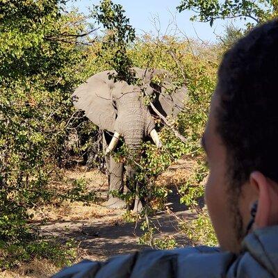 Kruger National Park Half-Day Game Drive