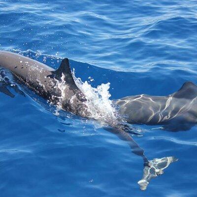 Dolphin Watching in Puerto Escondido