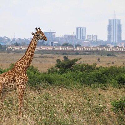 NairobiNational park, giraffe center , elephant and blixen museum