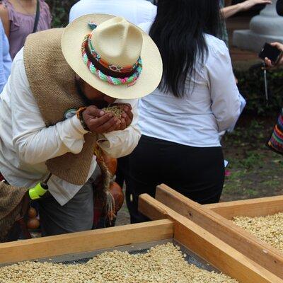 Full Day Coffee Guided Tour in Coatepec