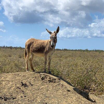 Donkey Sanctuary Tour with a Local Guide 