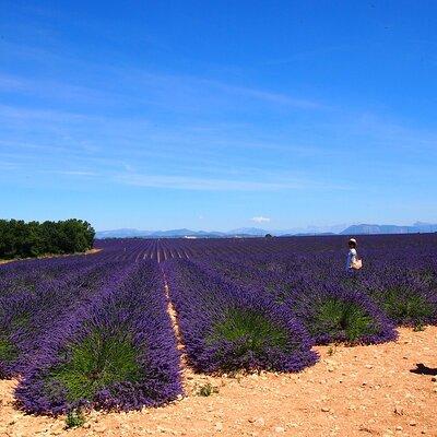 Lavender Fields Tour in Valensole from Marseille
