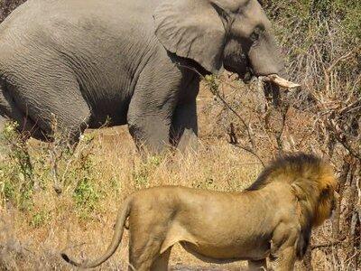 Kruger National Park - Private full day Safari trip.