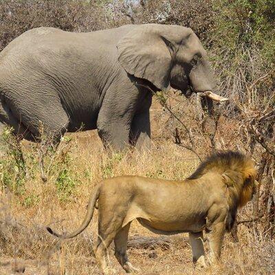 Kruger National Park - Private full day Safari trip.