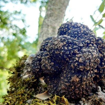 Truffle Hunting Experience in Assisi