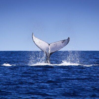 4-Hour Whale Watching Sunset Cruise in Broome