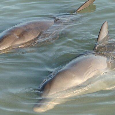 Dolphin and Manatee Clear Kayak or Paddleboard Island Hop Tour