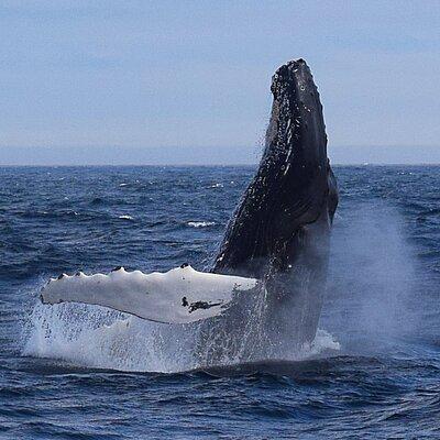 2-Hour Guided Boat Tour from St. John's