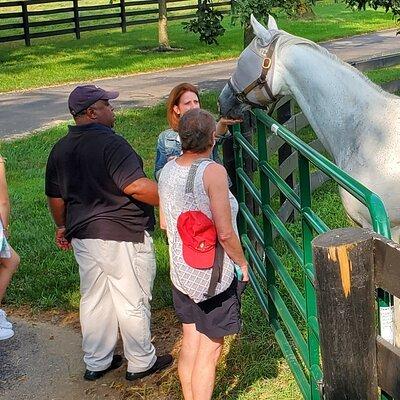 Unique Horse Farm Tours with Insider Access to Private Farms