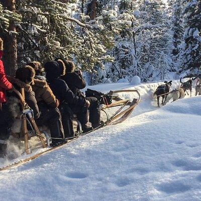 Sit Down Husky Ride Dog Sled Tour in Kiruna