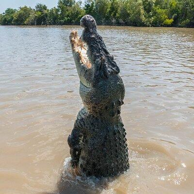 Crocodile Jumping Boat Cruise with Transfer from Darwin