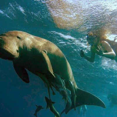 Marsa Mubarak snorkeling with dugong and turtles - marsaalam 