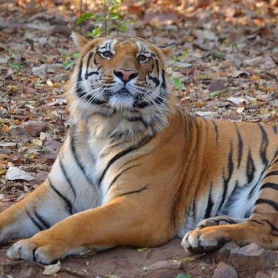 Tiger, Temple & Ancient Caves