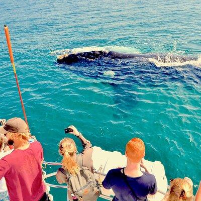 Hermanus Whale Watching Shared Boat Trip and Private Wine Tour from Cape Town