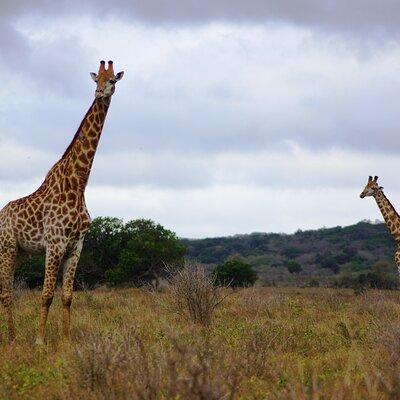 Economic 1Day Maputo Special Reserve Safari(Maputo National Park)