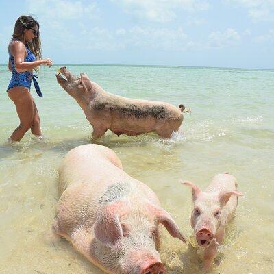  Swimming with Pigs in Nassau, Transportation Included