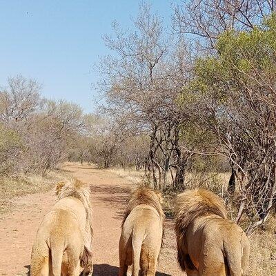 Guided Walking with Lions Bush-walk Tour