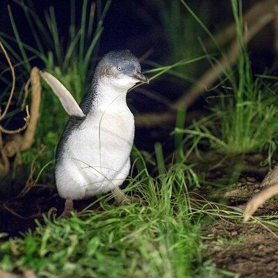 Phillip Island Penguin and Koala Highlights Day-Trip from Melbourne