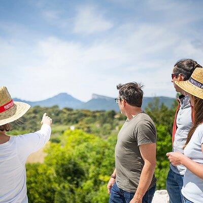 Small-Group Half-Day Languedoc Pic Saint-Loup Wine Tour from Montpellier