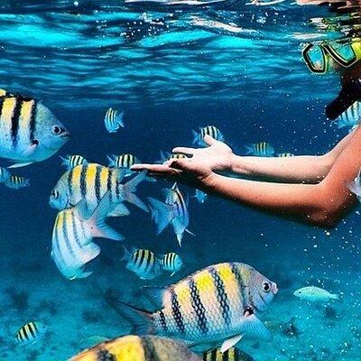 Key Largo Snorkeling Trips & Sandbar Tours