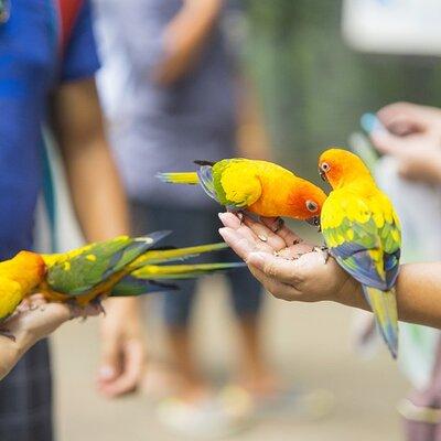 Colorful Species Of Birds