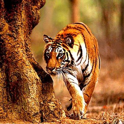 Safari in Tadoba National Park: Wilderness Roar from Nagpur