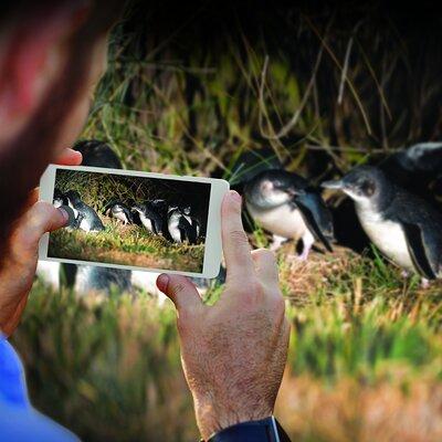 Guided Evening Penguin Viewing Otago Peninsula, Dunedin, New Zealand