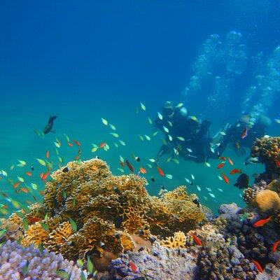 Full-Day Private Scuba Diving Experience in Marsa Alam